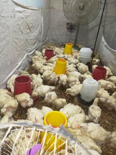 broiler chicken (برائلر شیور چکن) shawar chicken