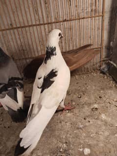 pigeons