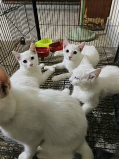 Persian Babies for sale
