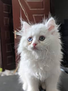 Female Persian Cat