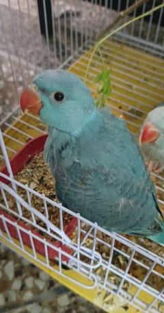 Blue Ringneck Near to Self