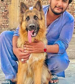 German Shepherd females long coat show wine  breeder