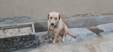 A dog for sale