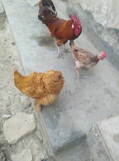 Murga murgi
