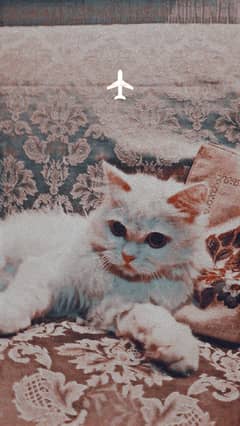 Persian cat