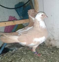 1 Pigeon pair for sale