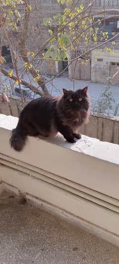 Male