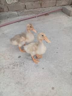 pair of ducks