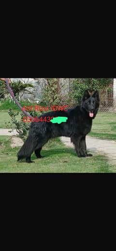 BLACK GERMAN SHEPHERD PEDIGREE