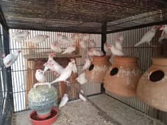 White java Adult Pairs