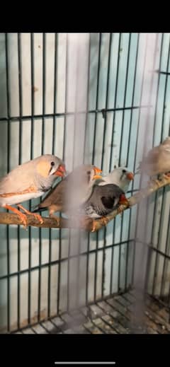 Finches