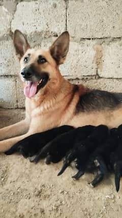 pupys for sale 03049010300