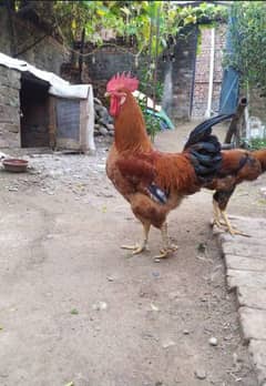 Pure desi murga
