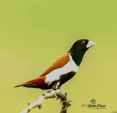 tricolor