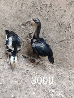 Mushka lasani chicks and hen for sale