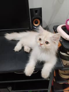 PERSIAN