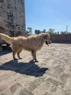 golden retriver pedigree and championship winner female one year old,