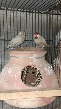 urgent sale wn pastel split pair ki garentee hai 1 breed test done