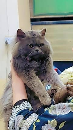 Persian cat /triple coated