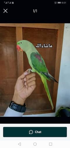 kashmiri raw parrot for sale 4month age WhatsApp No 03267720525
