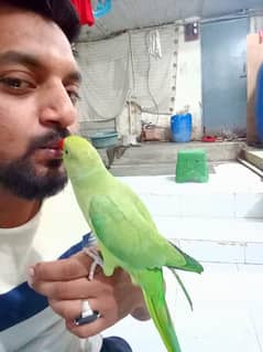 Red neck perrot male cage k st sell krna hy 14k with cage