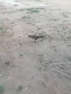 1hen 10 chikes