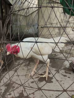 Aseel Heera Male.