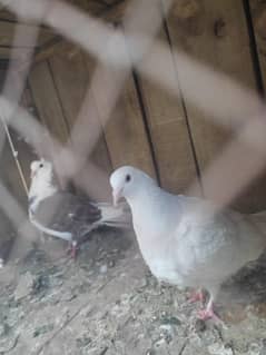 pigeon pair and 2nd hand cages  for sale