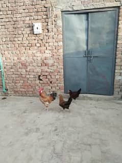 Desi hens 03074545111