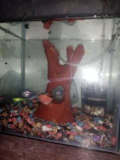 I m selling  fish equrium