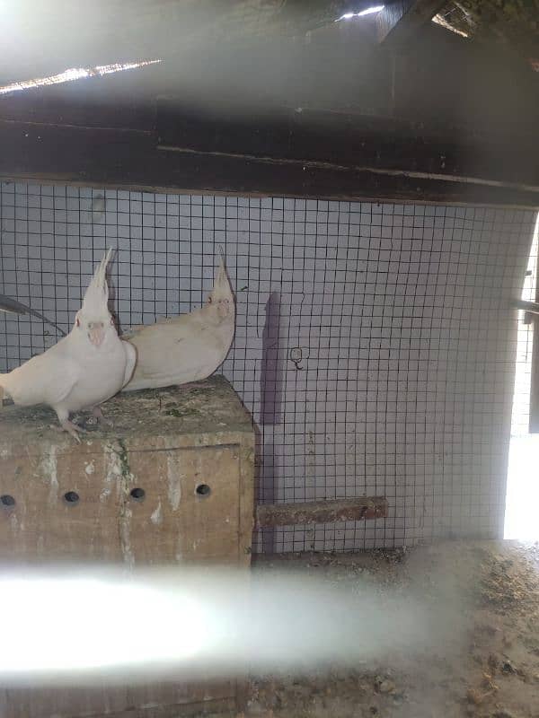 eno cocktail red eyes pair and charcoal cocktail pairs for sale 2