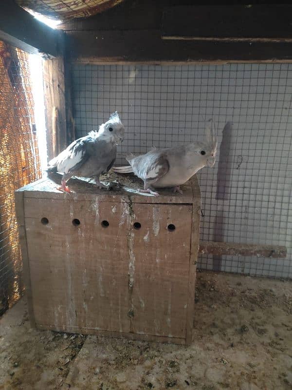 eno cocktail red eyes pair and charcoal cocktail pairs for sale 6