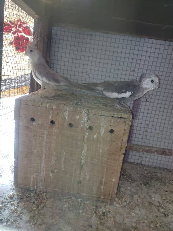 eno cocktail red eyes pair and charcoal cocktail pairs for sale 8