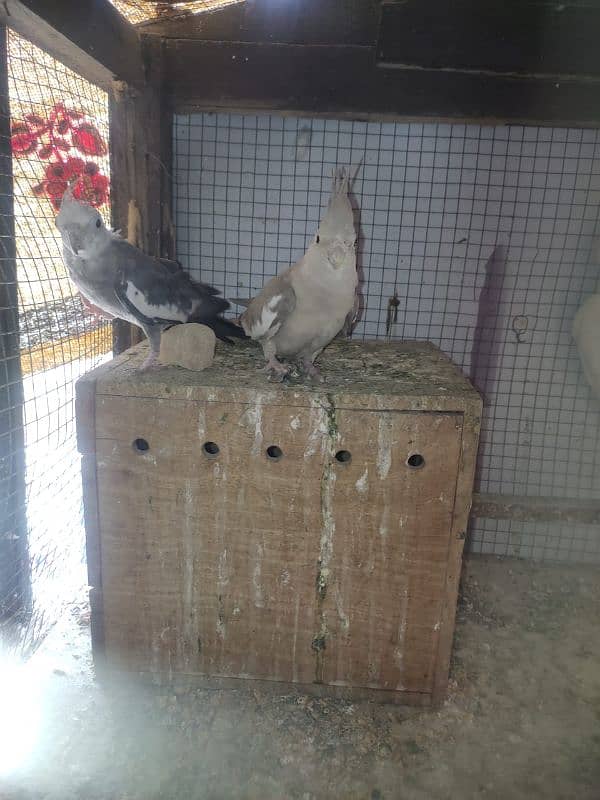 eno cocktail red eyes pair and charcoal cocktail pairs for sale 9