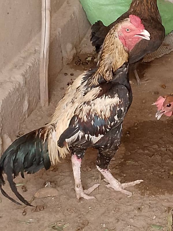 aseel murga 4