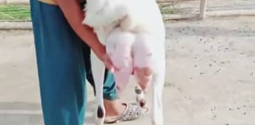 Gulabi Bakri do bacchon ke sath for sale WhatsApp 0370,48,15,728