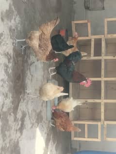 Ghar ke bared hen egg laying