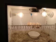 Incubator 60+ eggs capacity