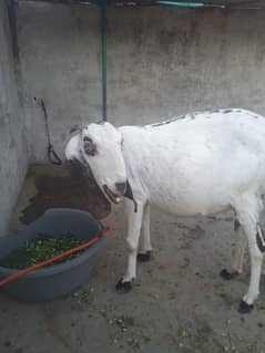 Dasi bakri