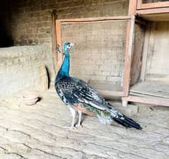 Blackshoulder peecock