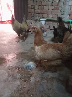 Anday dainay wali murgian or murga