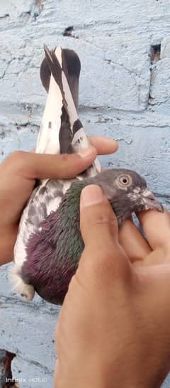 prwazi
