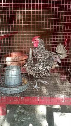 Silver Sebright Pair 0323-6612330