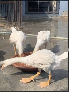 Pair of ducks for salel