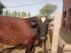 Jersey cross cow for sale