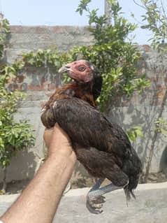 egg laying thai crass aseel murgi for sell