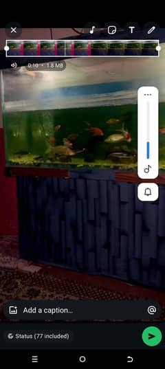 aquarium end all fish sale. healthy