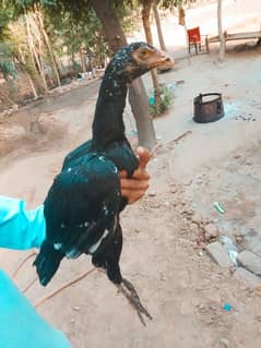 aseel chicks for sale