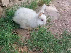 Pair Of Red Eyed Angora Rabbits Healthy and Fluffy