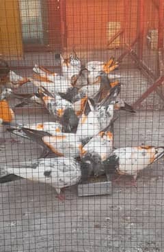 High flyer prwaze kboter for sale